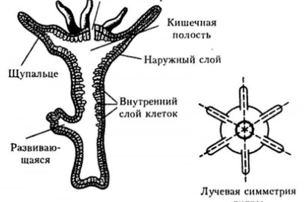 Кракен актуальные ссылки на сегодня